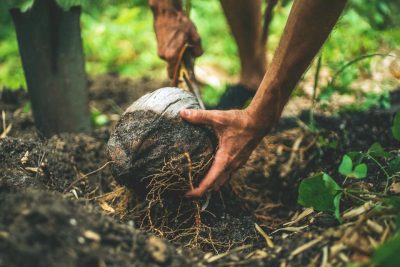 WWF et l’écologie en Afrique : cas de Madagascar