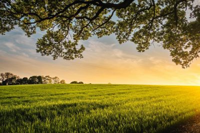 L’environnement, un trésor en voie de disparition