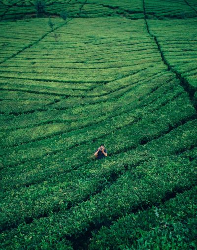 Effets de l’agriculture intensive sur l’environnement