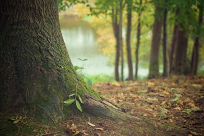 Les diverses solutions à la déforestation